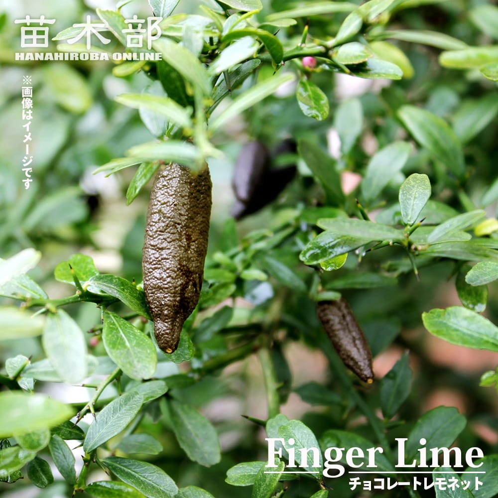 フィンガーライム チョコレートレモネット 苗 販売 苗木部 By 花ひろば