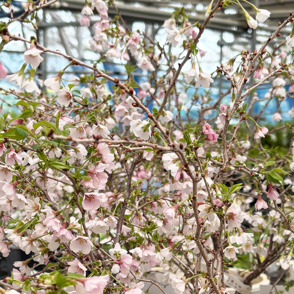 さくら フジザクラ系 富士桜 湖上の舞の通販 苗木部 By 花ひろばオンライン