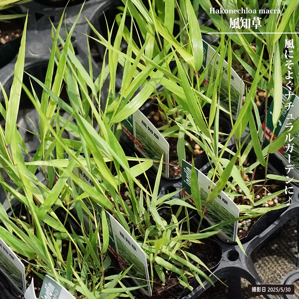 フウチソウ フウチソウ 