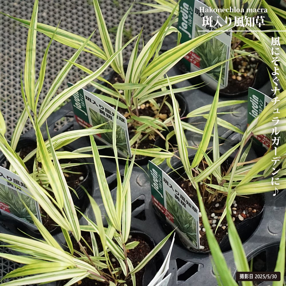 フウチソウ 黄斑 