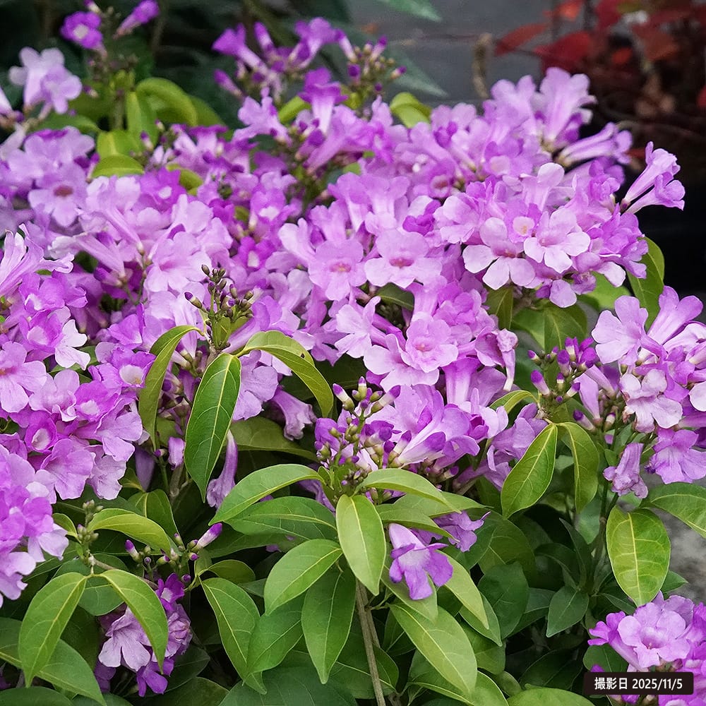 ガーリックバイン ガーリックバイン 2