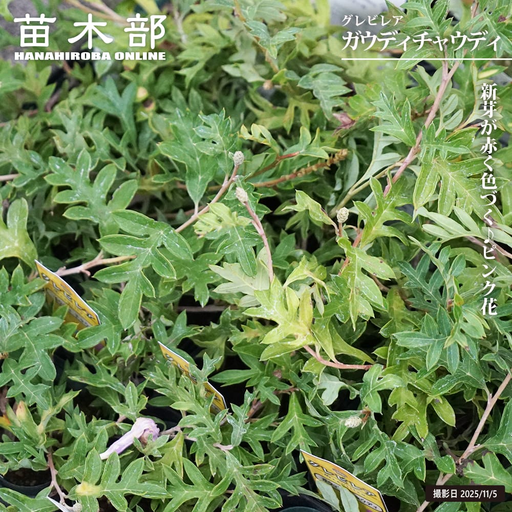 グレビレア ガウディチャウディ 