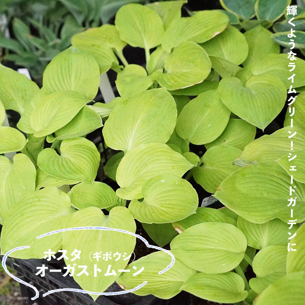 ホスタ オーガストムーン 1