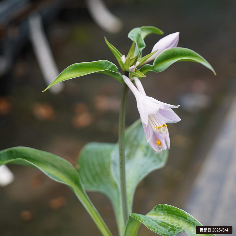 ホスタ ハルシオン 3