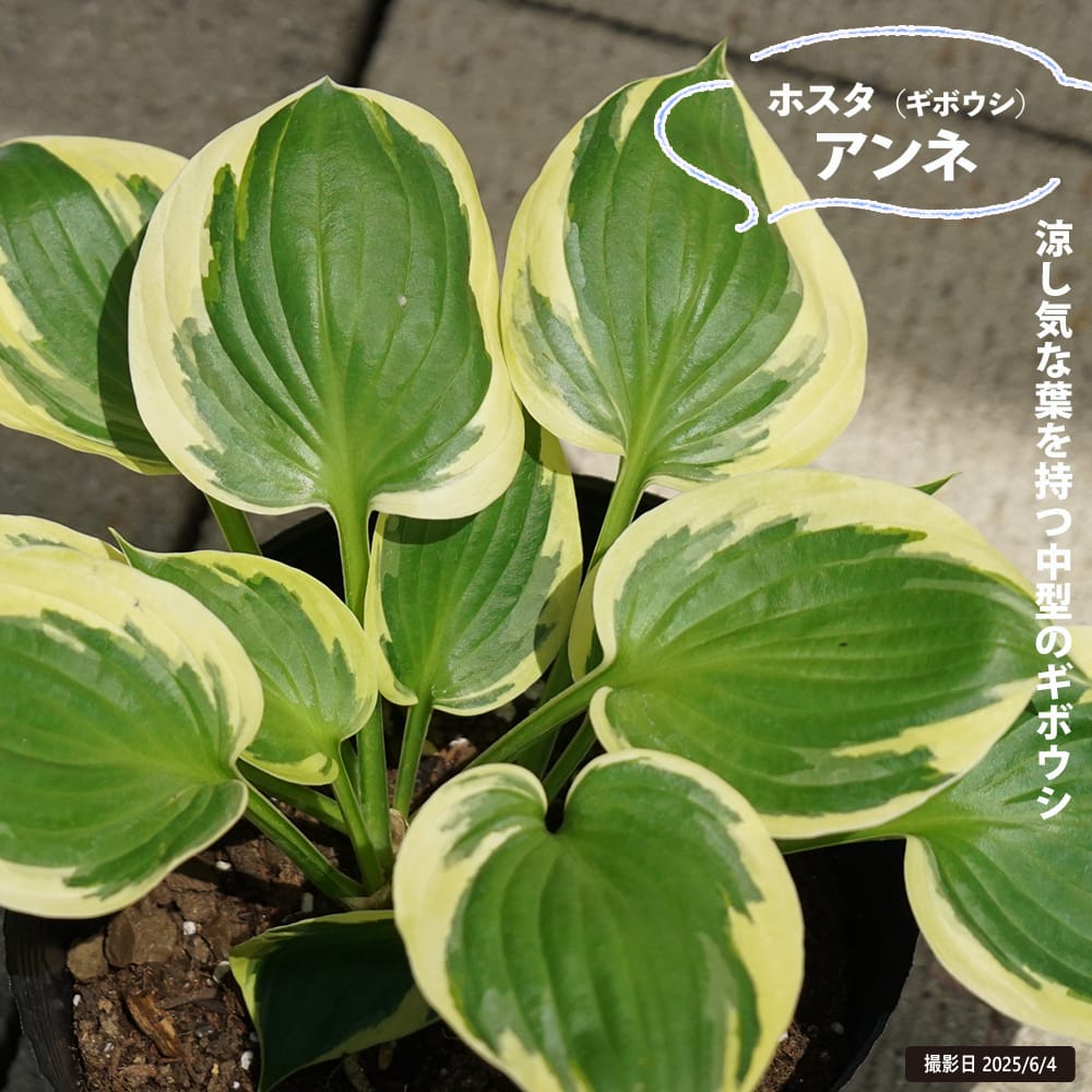 ホスタ ギボウシ アンの通販 苗木部 By 花ひろばオンライン