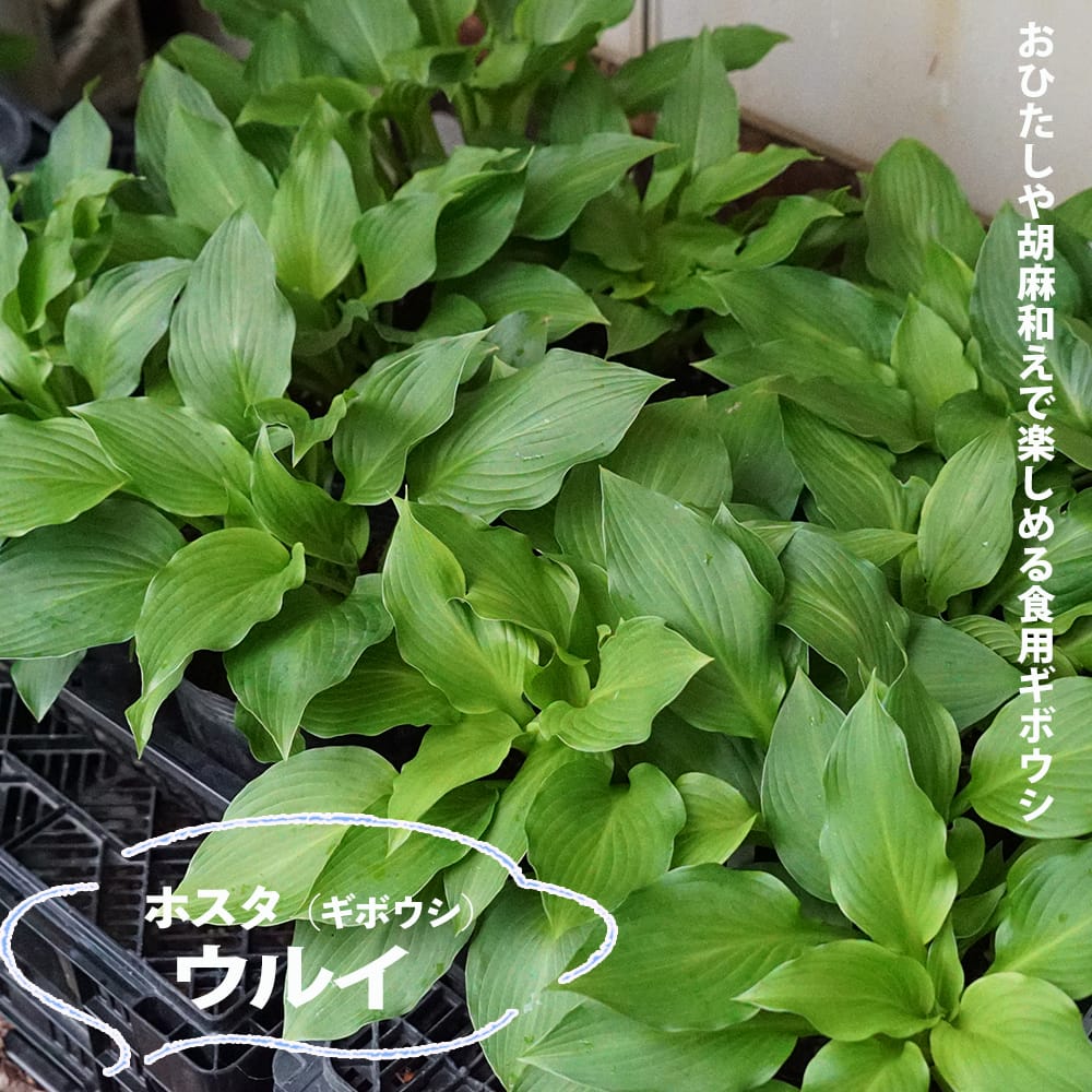 ホスタ ウルイ 