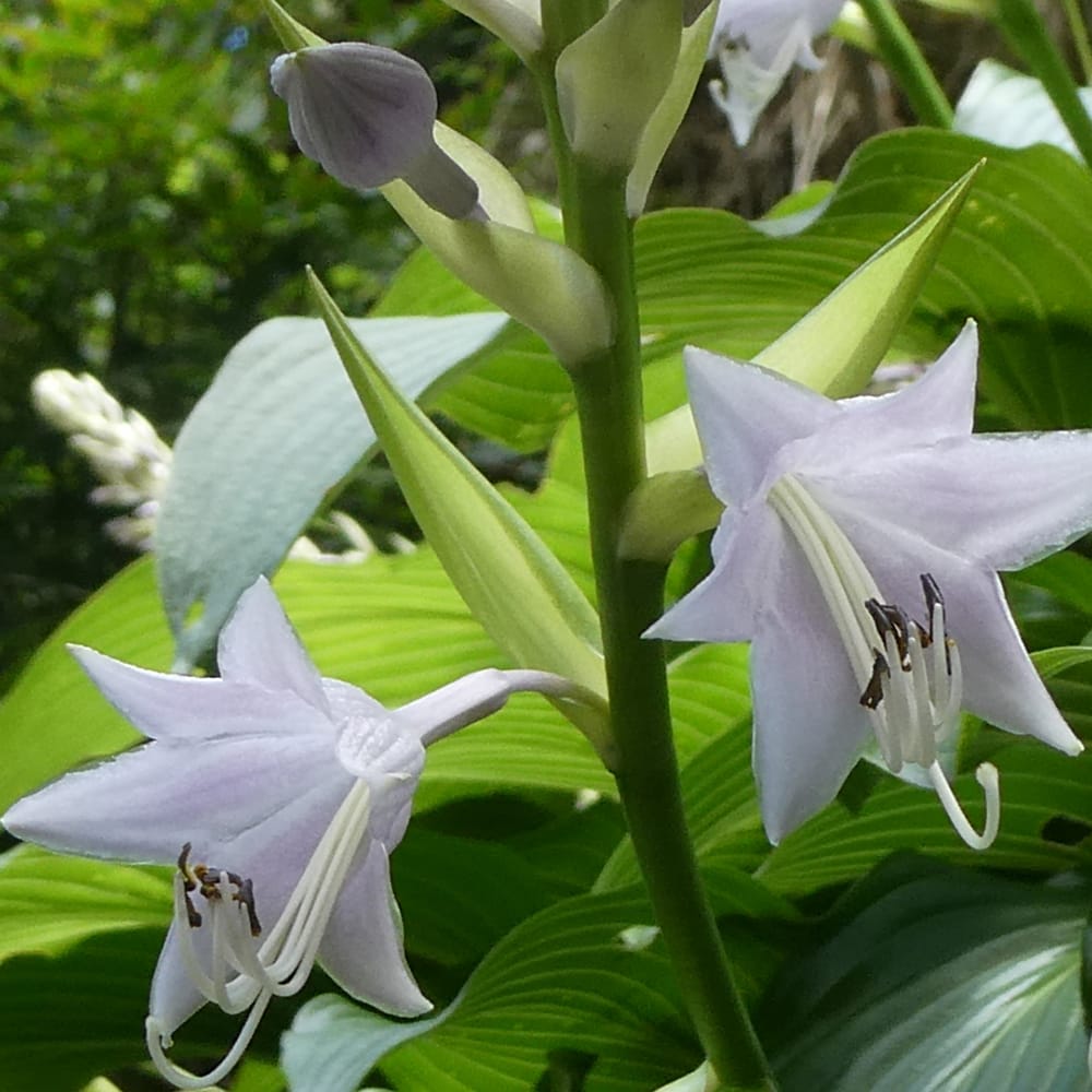 ホスタ ウルイ 2