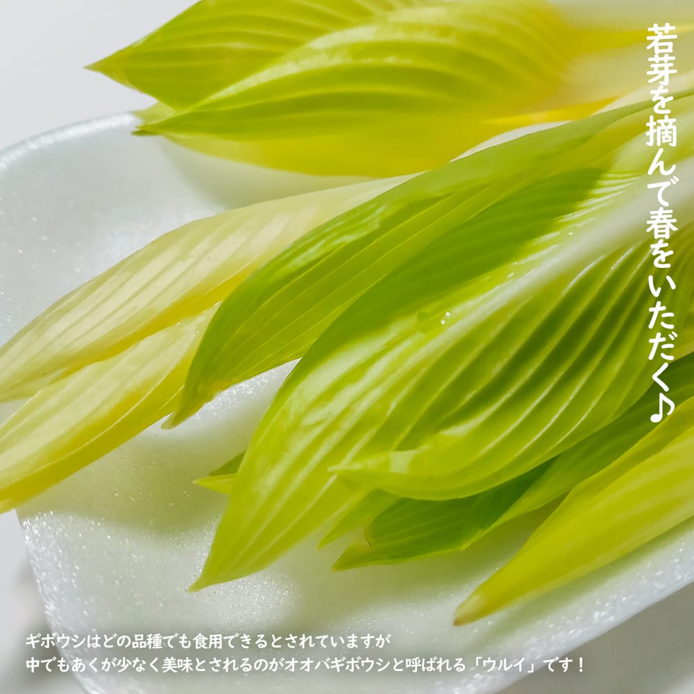 ホスタ ウルイ 1