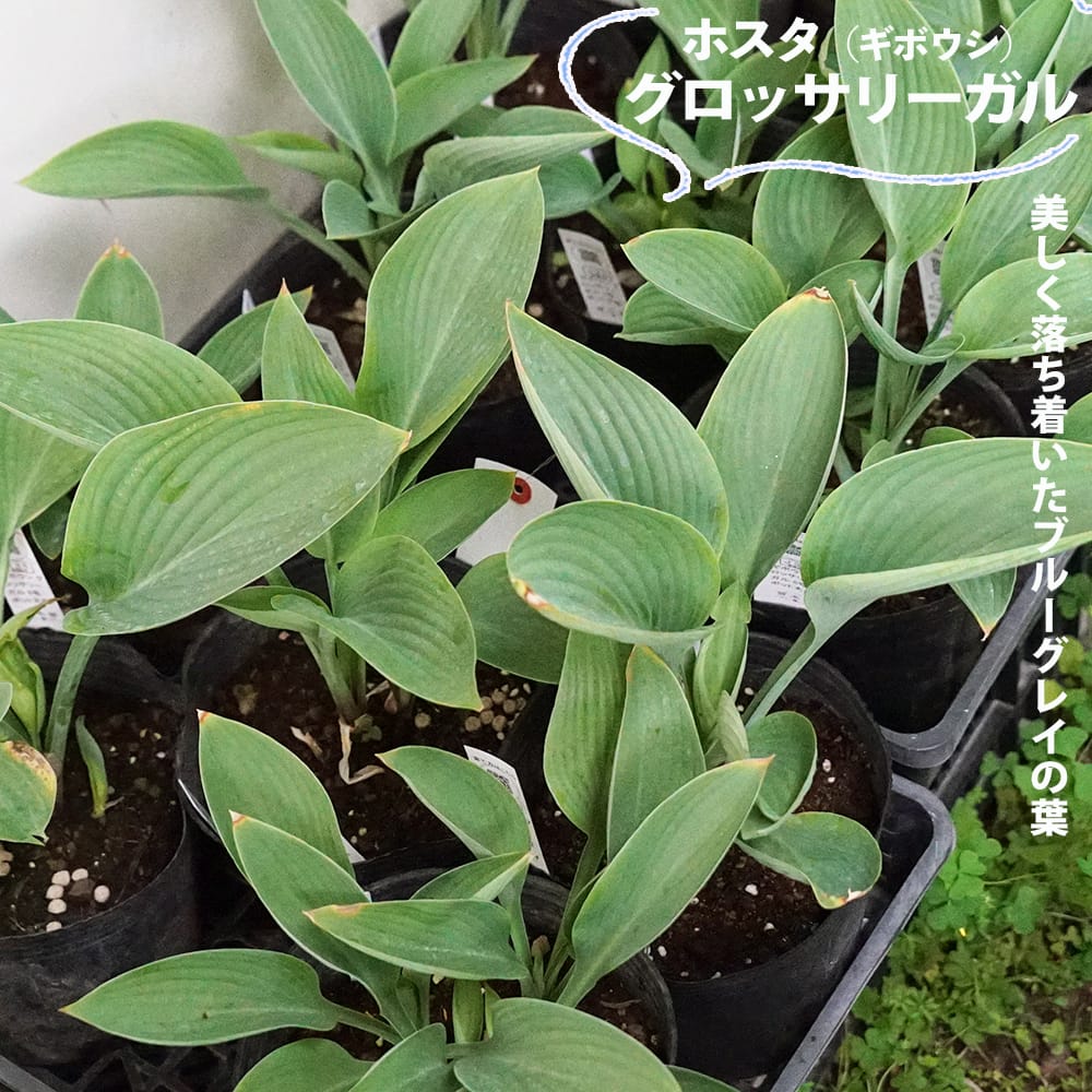 ホスタ ギボウシ グロッサリーガル 苗 販売 苗木部 By 花ひろばオンライン