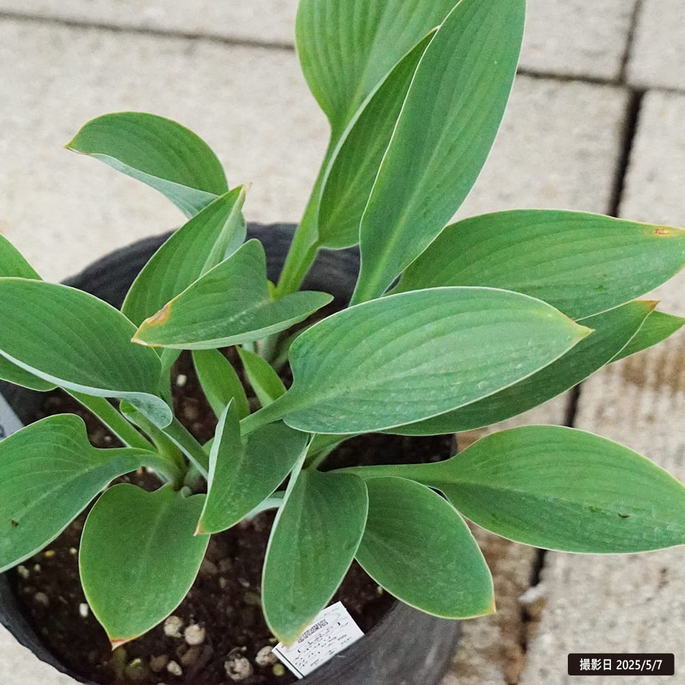 ホスタ ギボウシ グロッサリーガル 苗 販売 苗木部 By 花ひろばオンライン