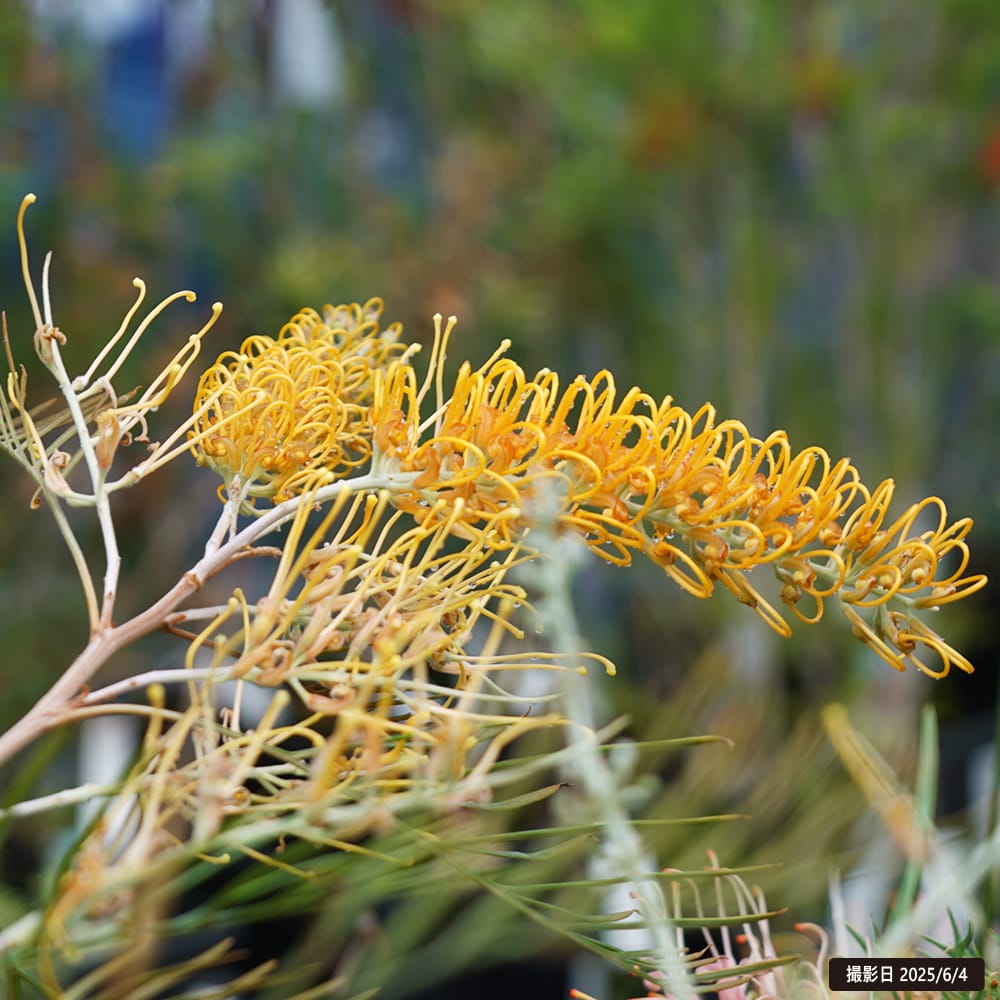 グレビレア ハニージェムの通販 苗木部 By 花ひろばオンライン