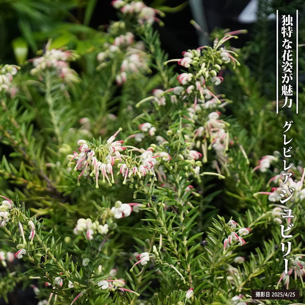 グレビレア ジュビリー 
