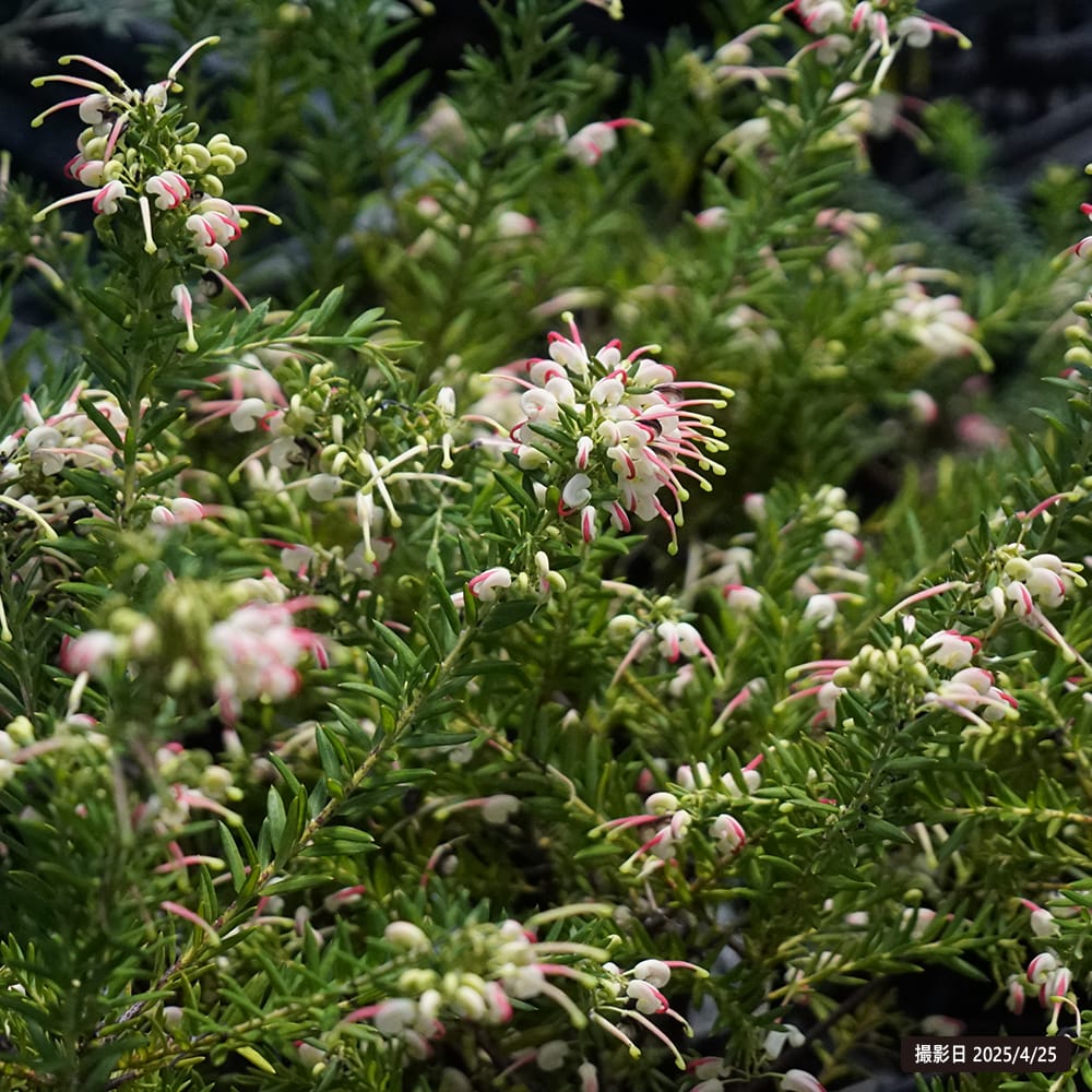 グレビレア ジュビリー 苗 通販 苗木部 By 花ひろばオンライン