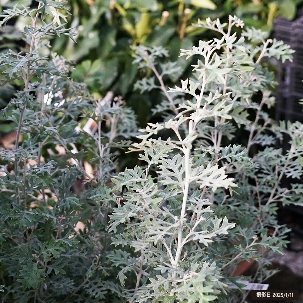 グレビレア ロック 苗 販売 苗木部 By 花ひろばオンライン