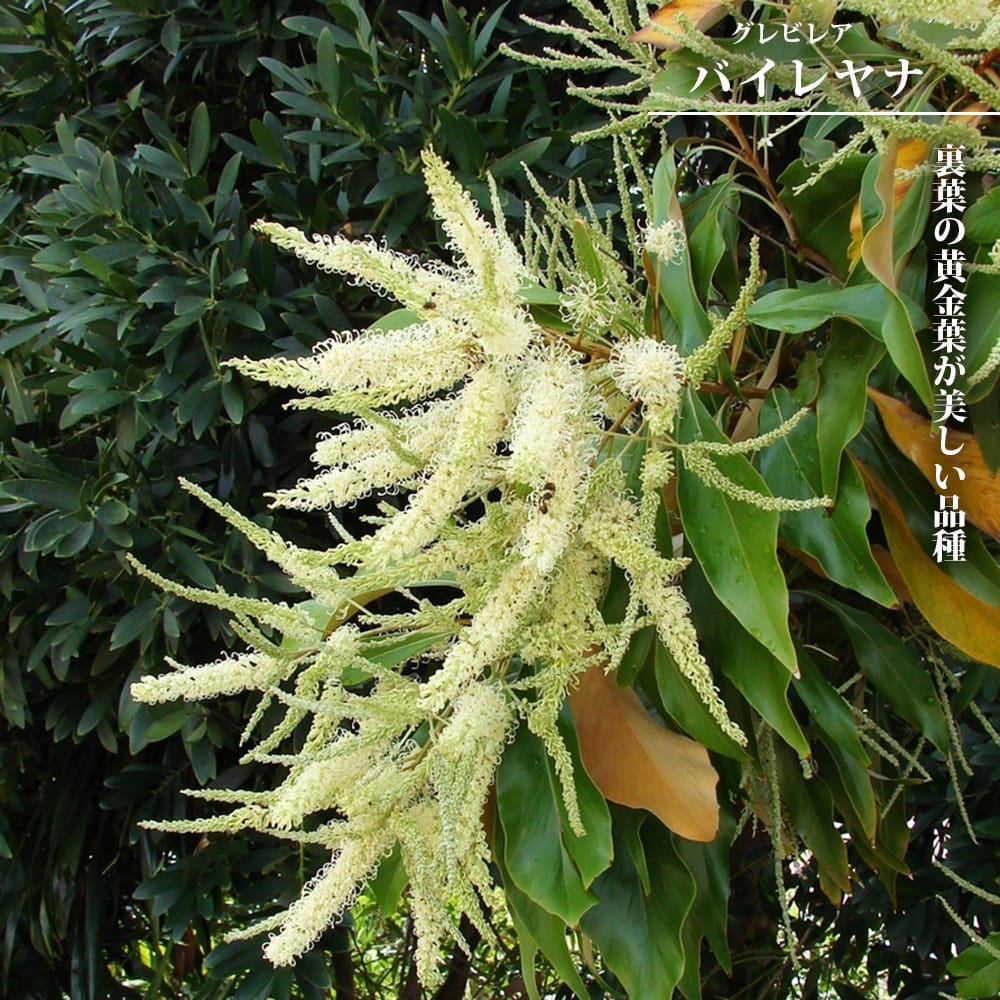 グレビレア バイレヤナ 1