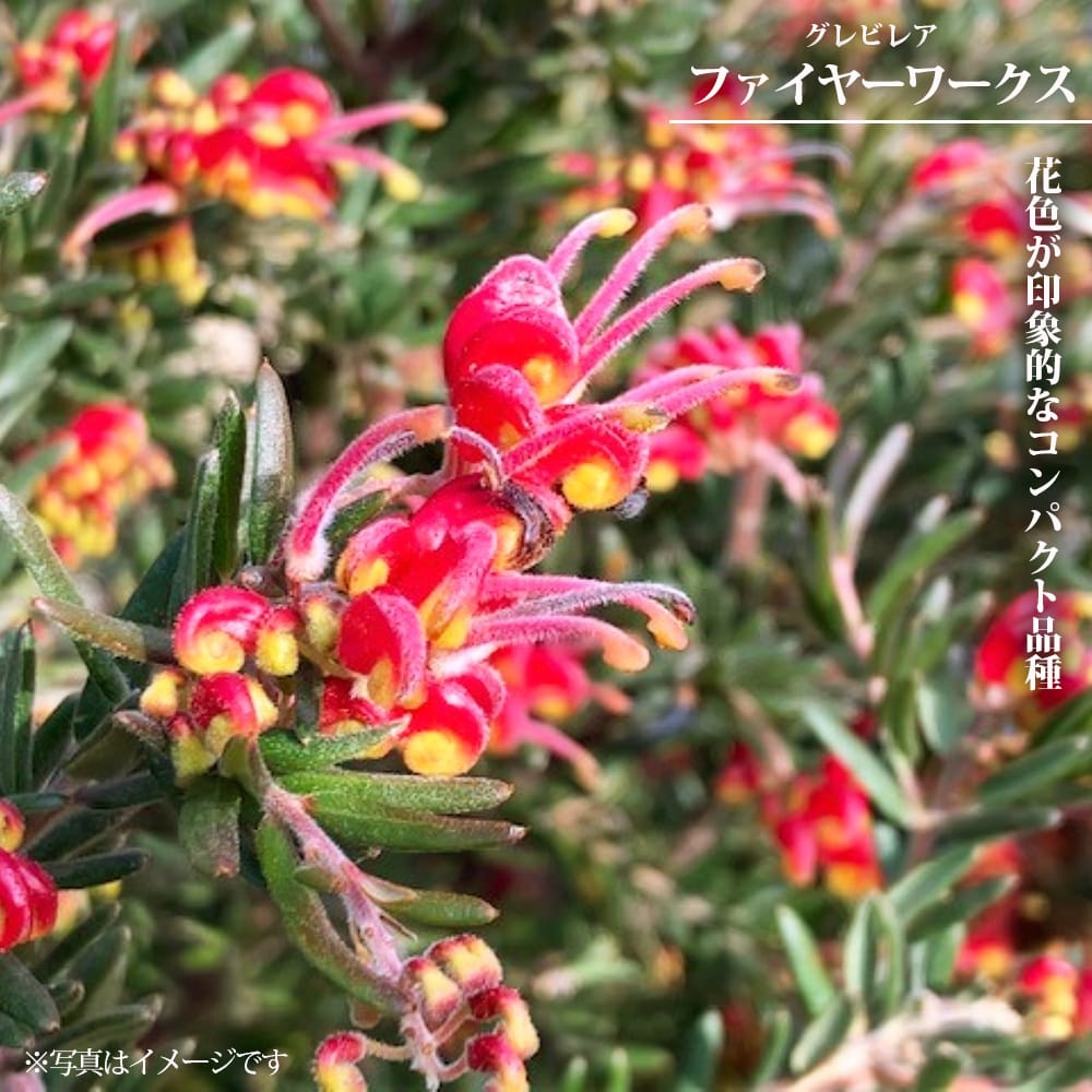 グレビレア ファイヤーワークス 苗 販売 苗木部 By 花ひろばオンライン