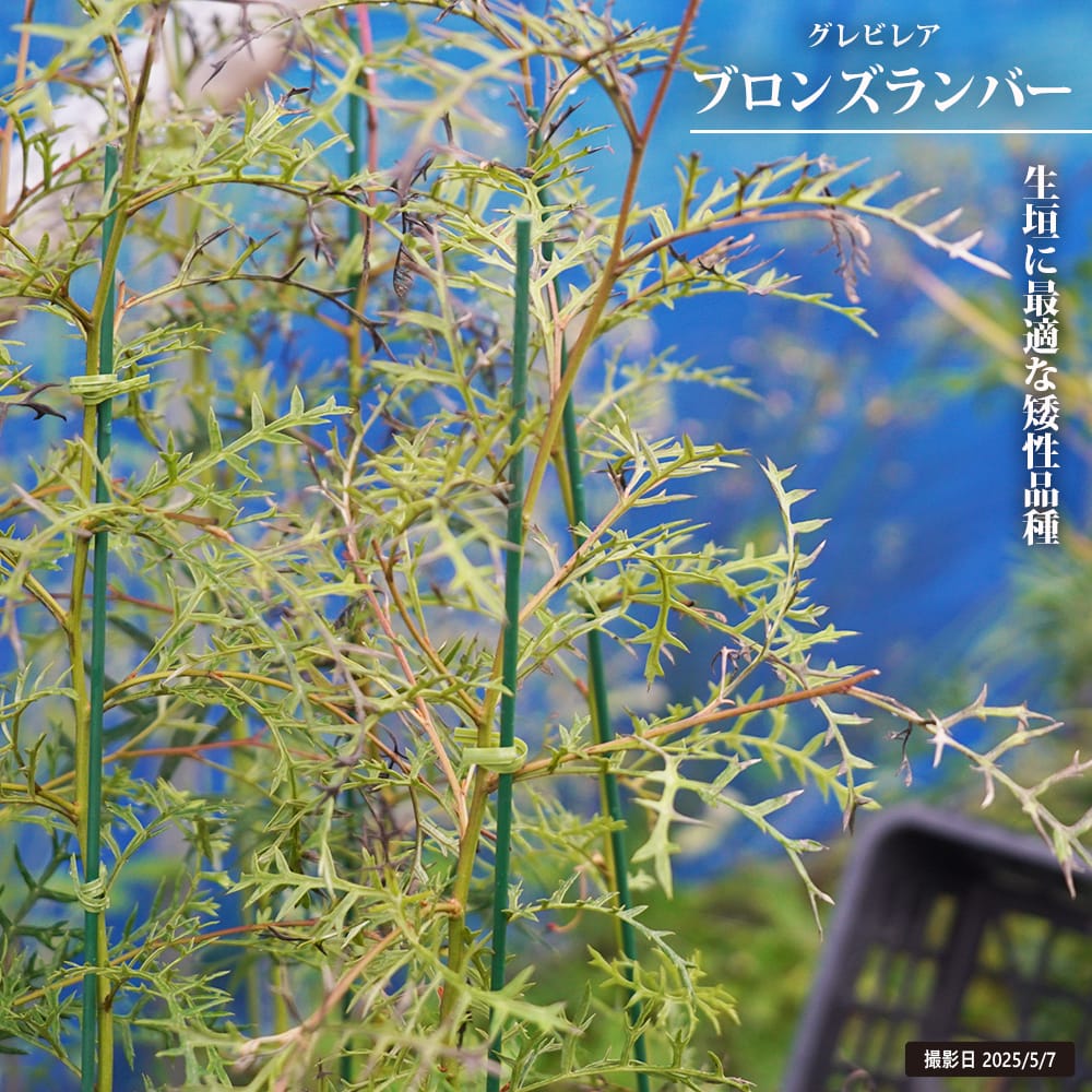 グレビレア ブロンズランバー 苗 販売 苗木部 By 花ひろばオンライン