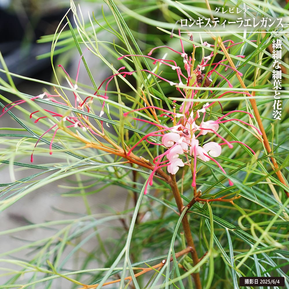 グレビレア ロンギスティーラ エレガンス 