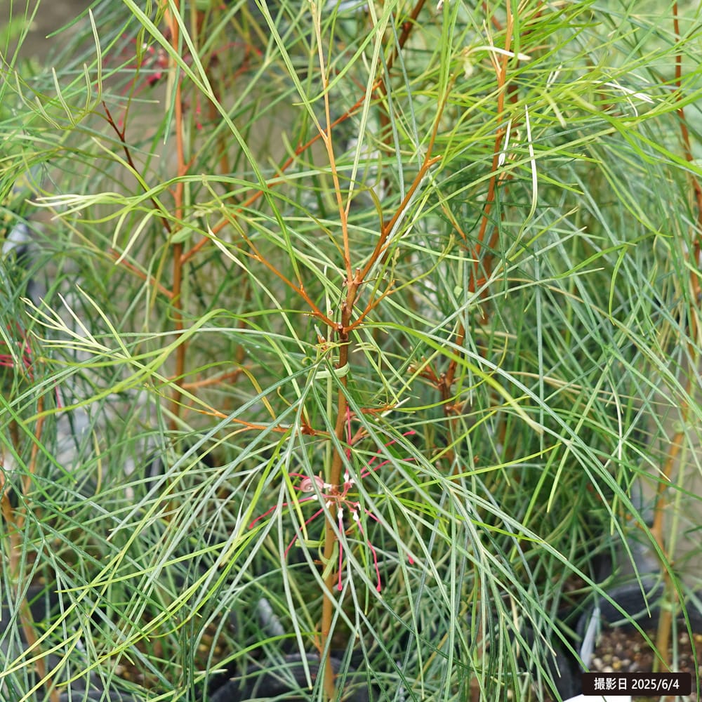 グレビレア ロンギスティーラ エレガンス 1