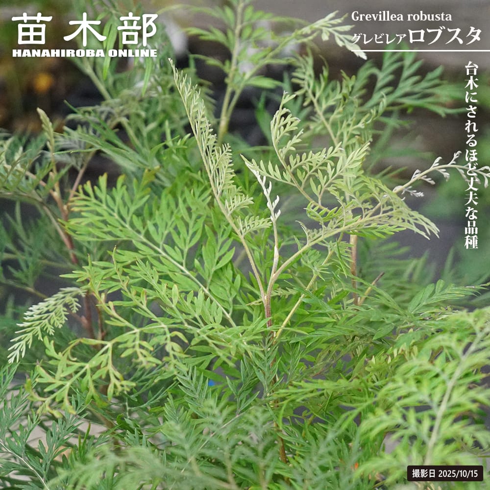 グレビレア ロブスタ 