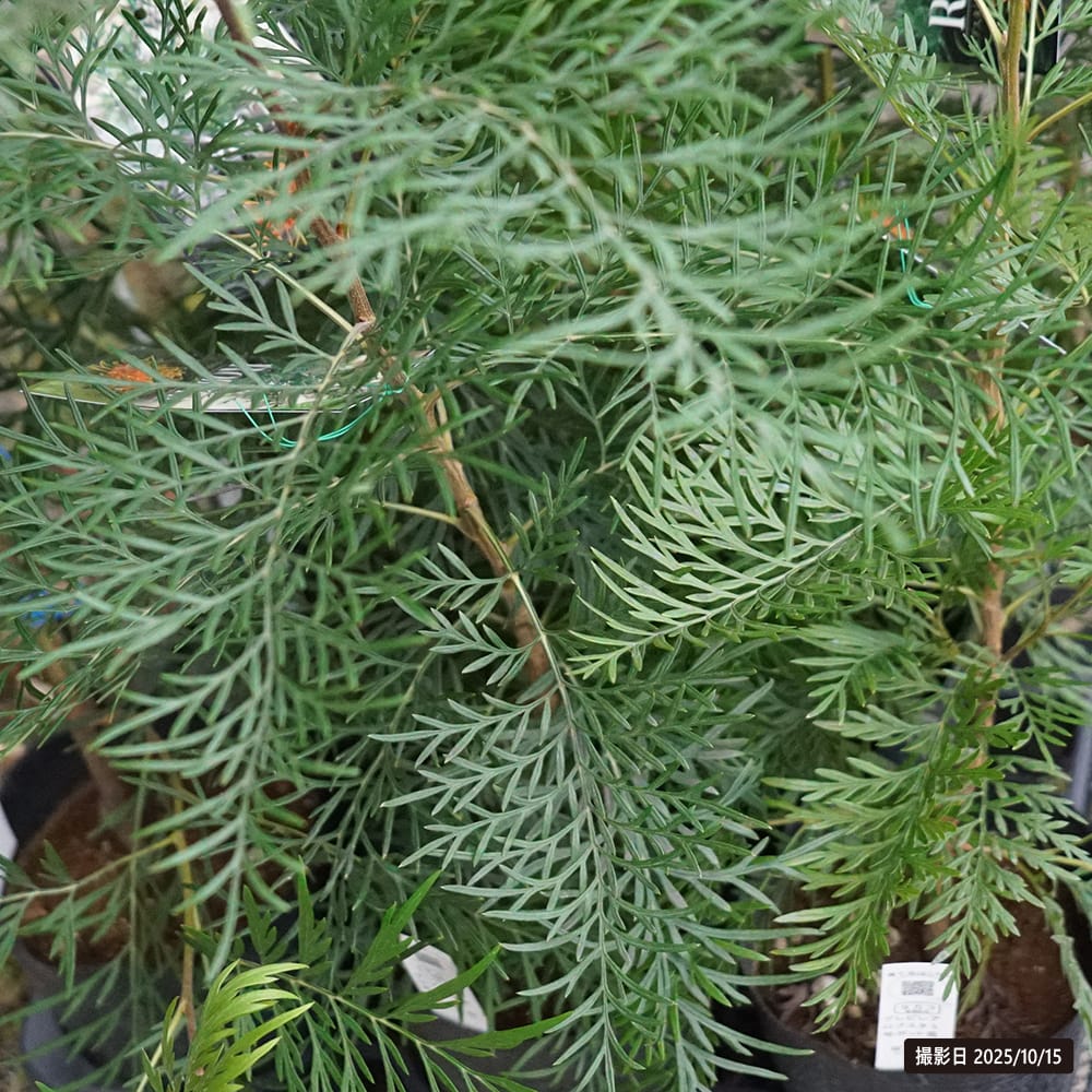 グレビレア ロブスタ 3