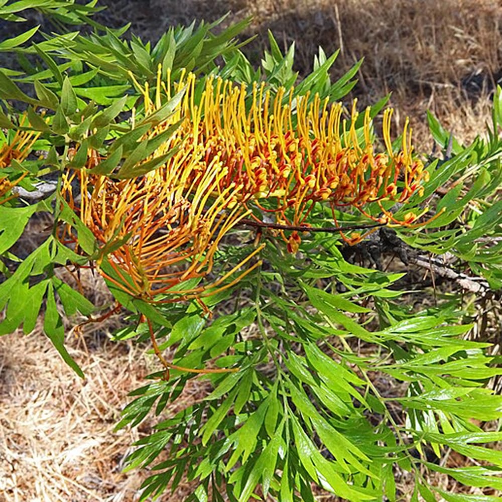 グレビレア ロブスタ 1