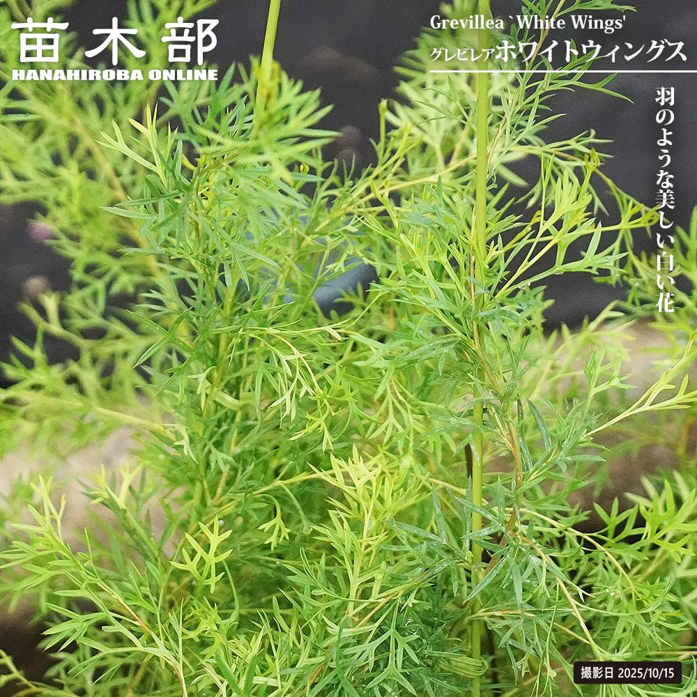 グレビレア ホワイトウィングス 