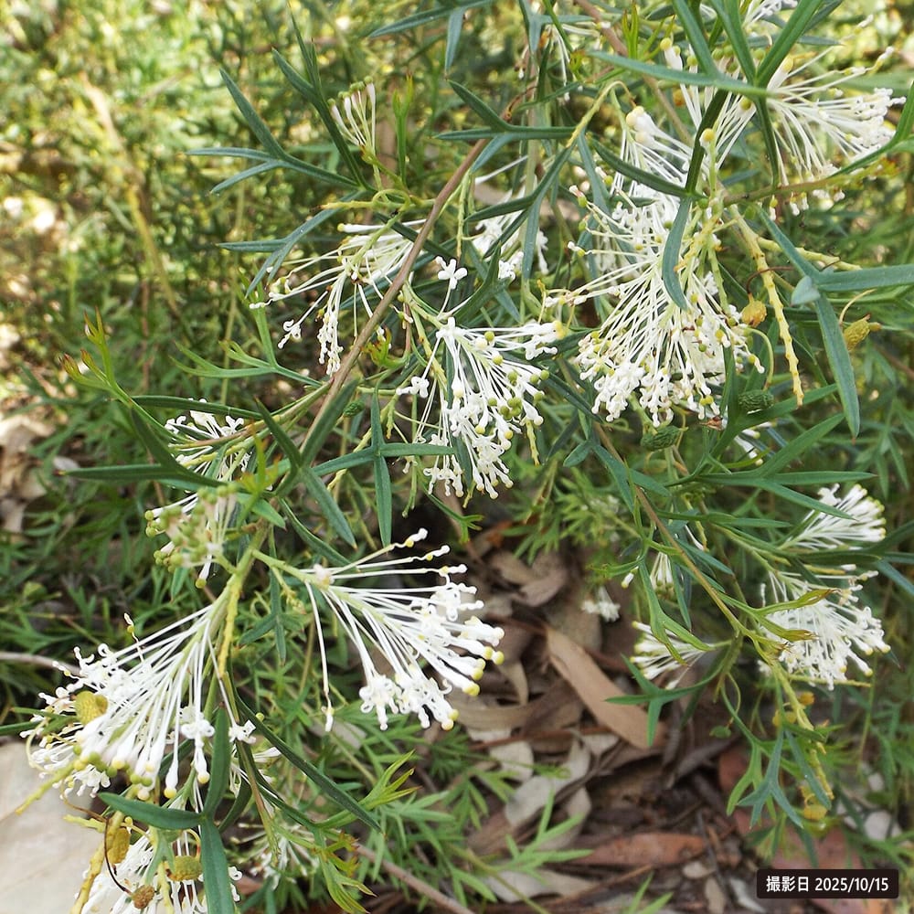 グレビレア ホワイトウィングス 1