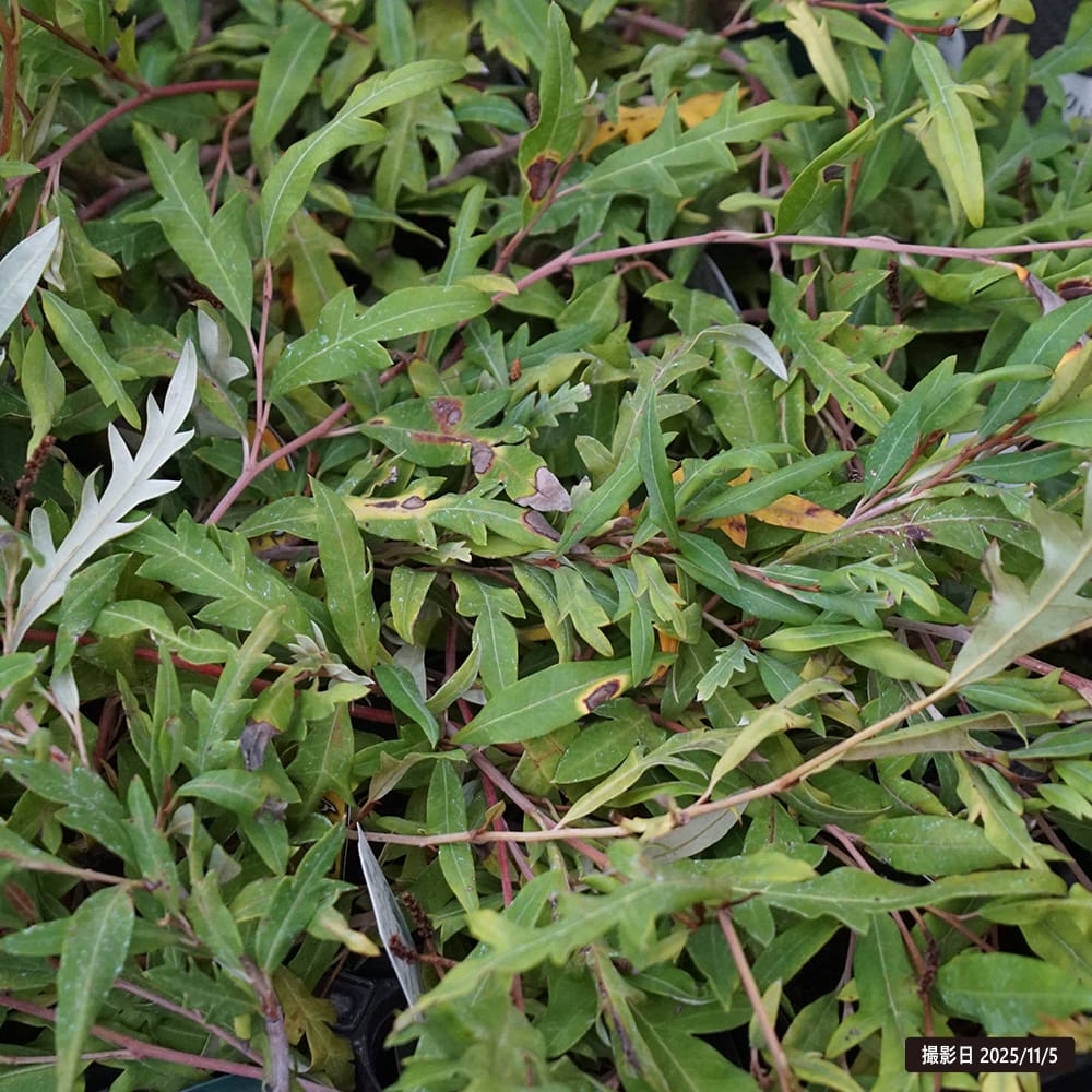 グレビレア プーリンダロイヤルマントル 1