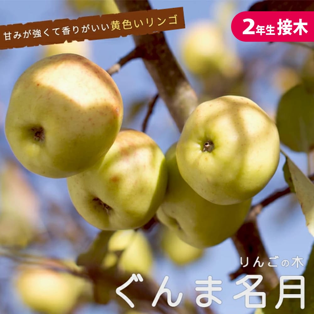 リンゴ ぐんま名月  