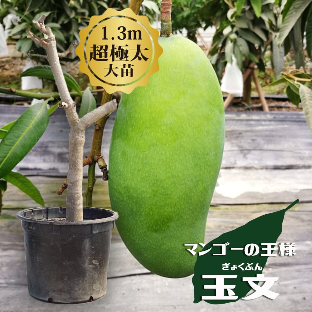 マンゴー 玉文 苗 販売 苗木部 By 花ひろばオンライン