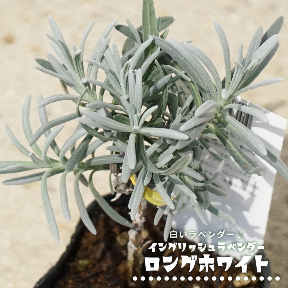 ラベンダー ロングホワイト 