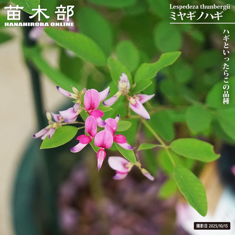 ハギ ミヤギノハギ 1