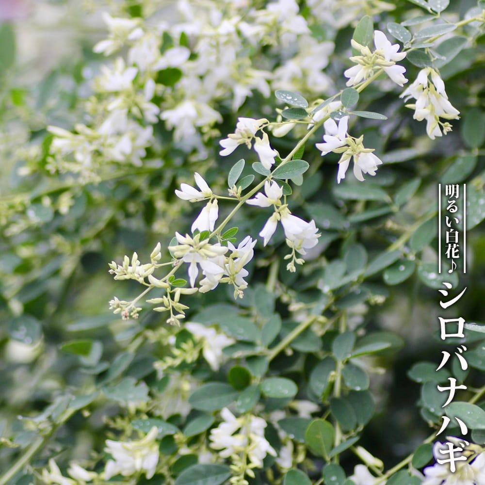 ハギ シロバナハギ 