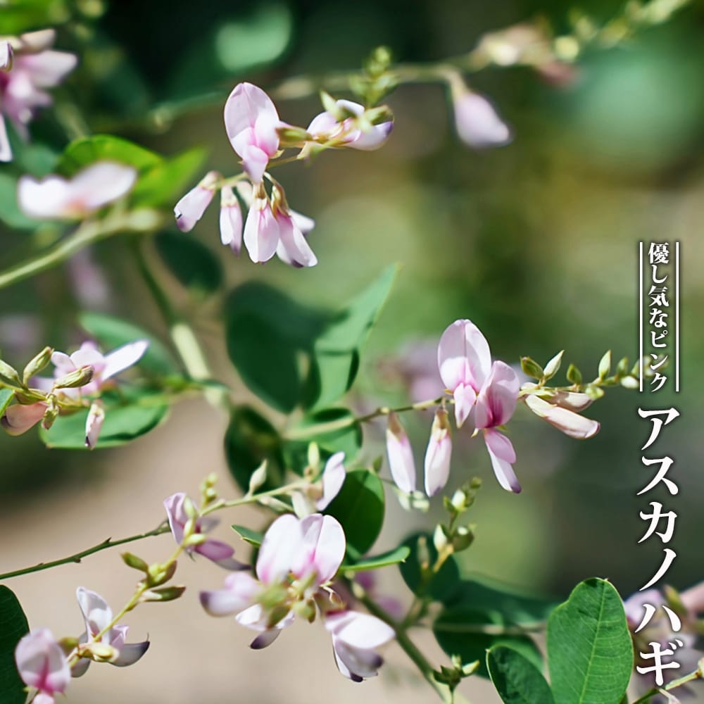 ハギ アスカノハギ 