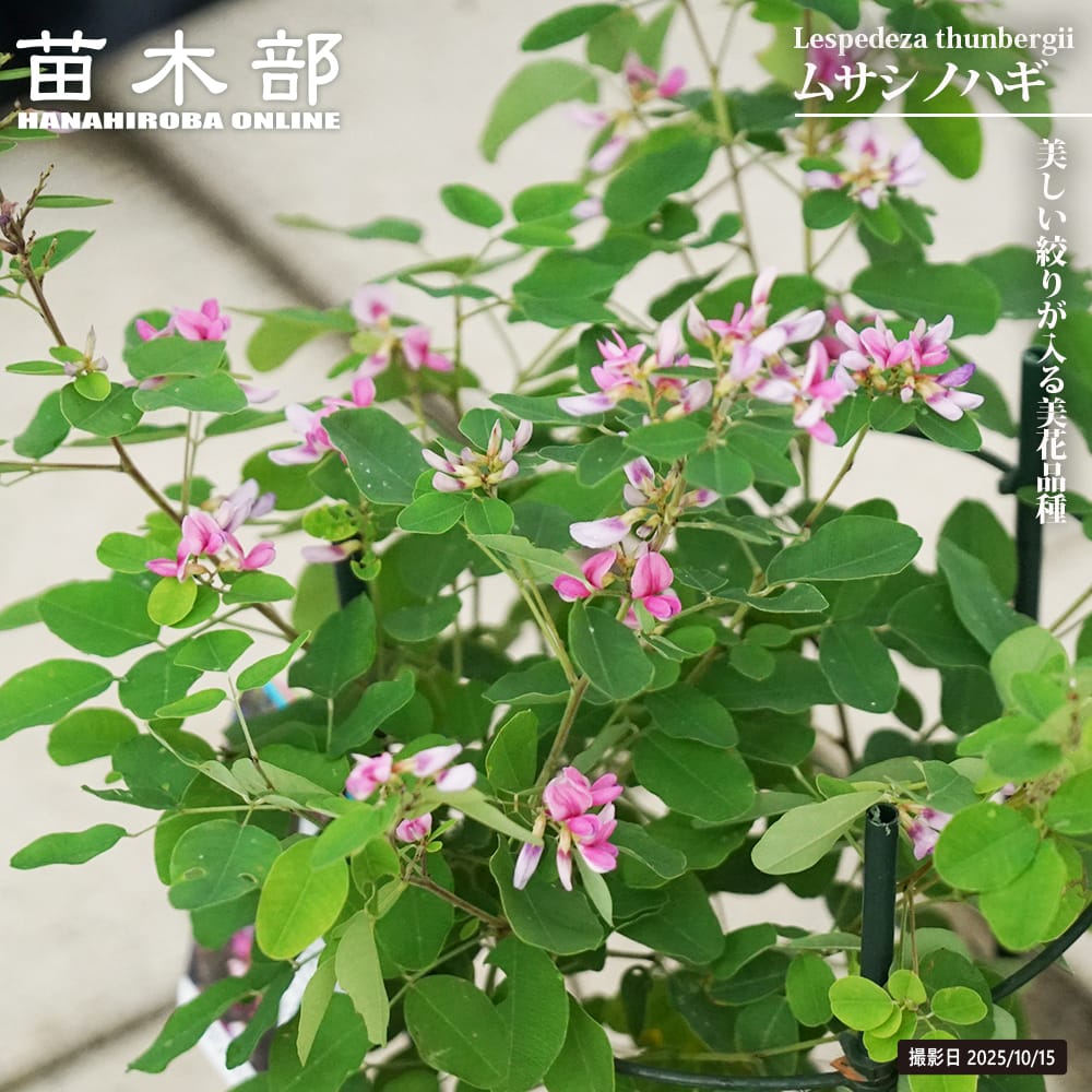 ハギ ムサシノハギ 2