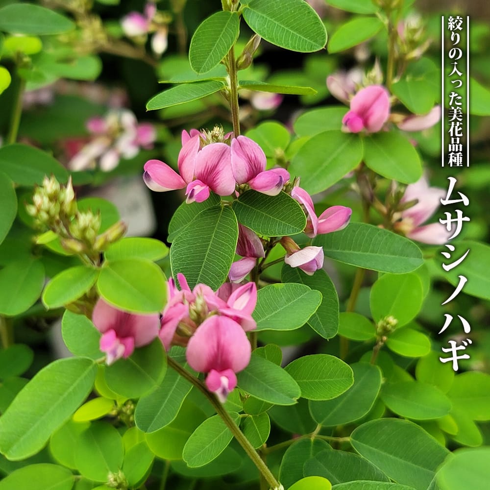 ハギ ムサシノハギ 