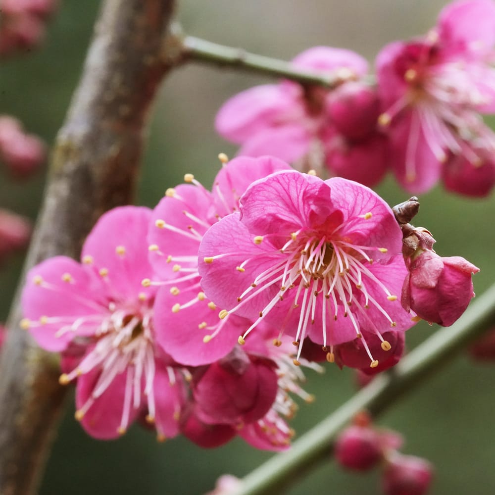 ウメ 花梅 野梅系 寒紅梅 苗 通販 苗木部 By 花ひろばオンライン