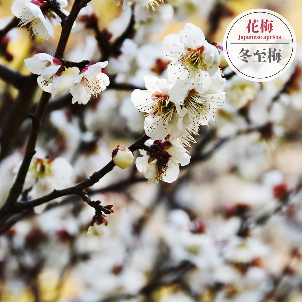 ウメ 冬至梅 