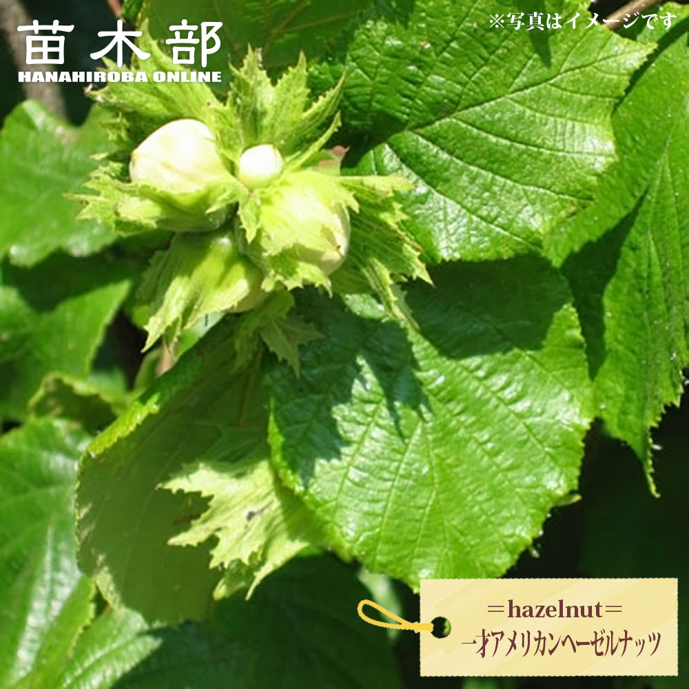 一才アメリカンヘーゼルナッツ 苗 販売 苗木部 By 花ひろばオンライン