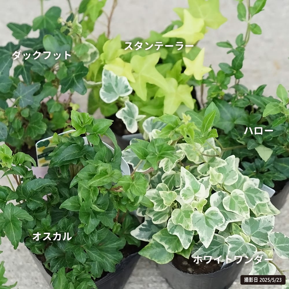 へデラ　ヘリックス  