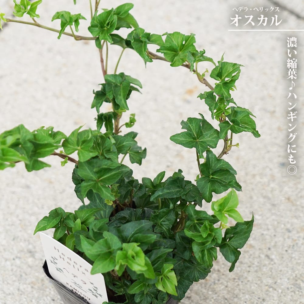 へデラ　ヘリックス オスカル 