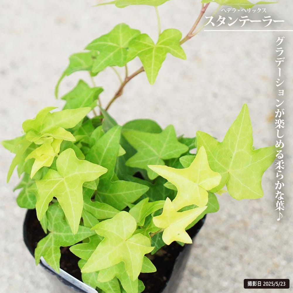 へデラ　ヘリックス スタンテーラー 