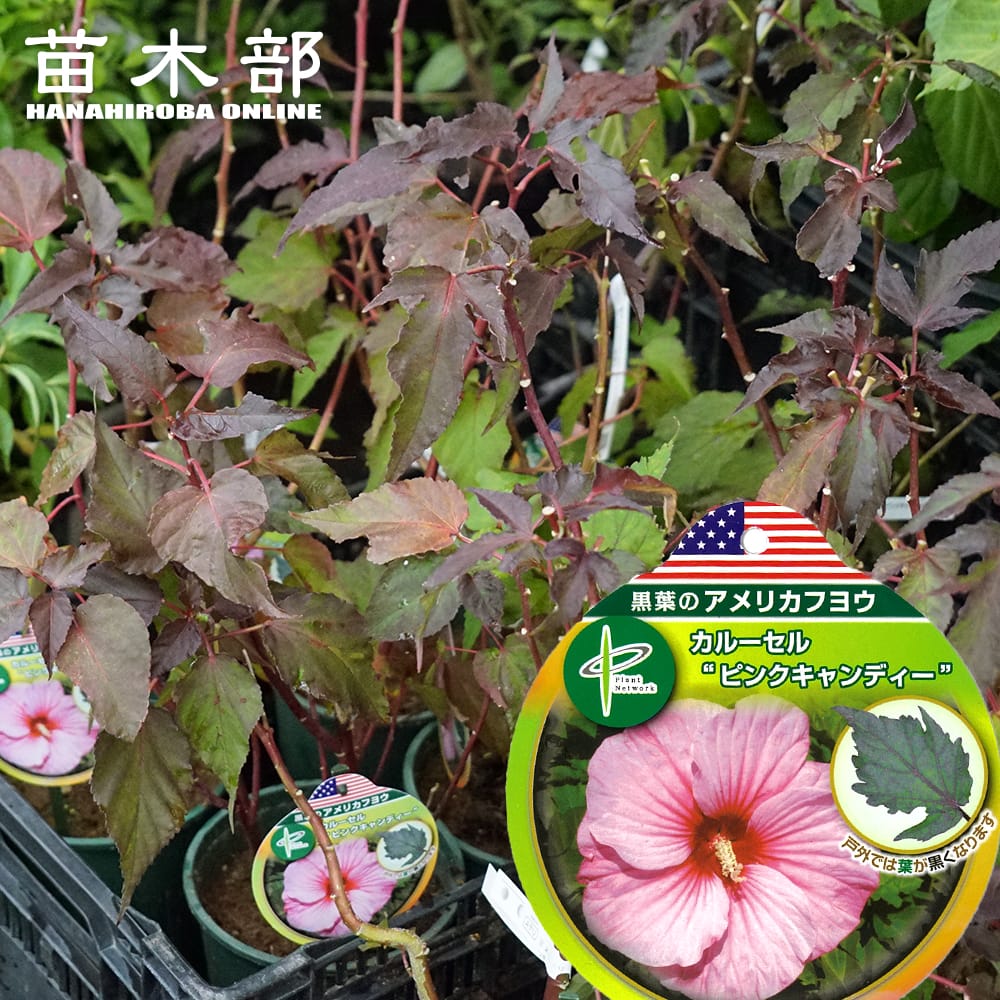 アメリカフヨウ ピンクキャンディ 