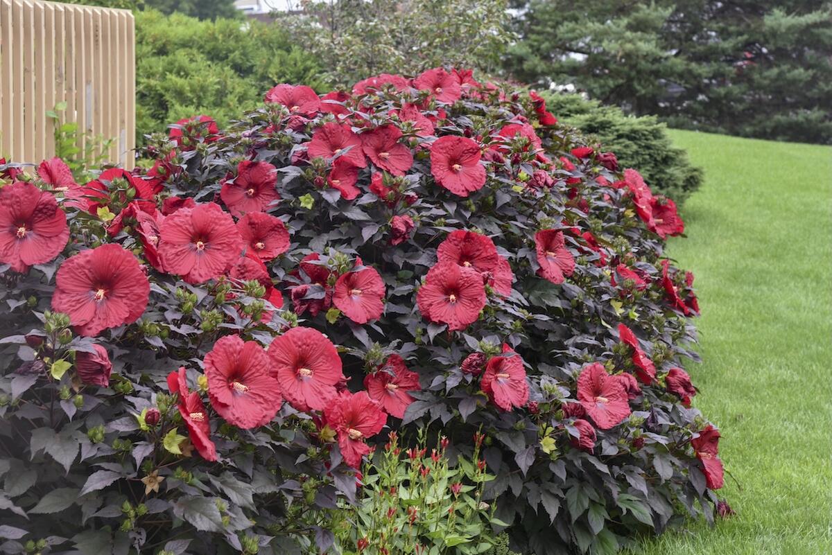 ハイビスカス ナイトルージュ 7