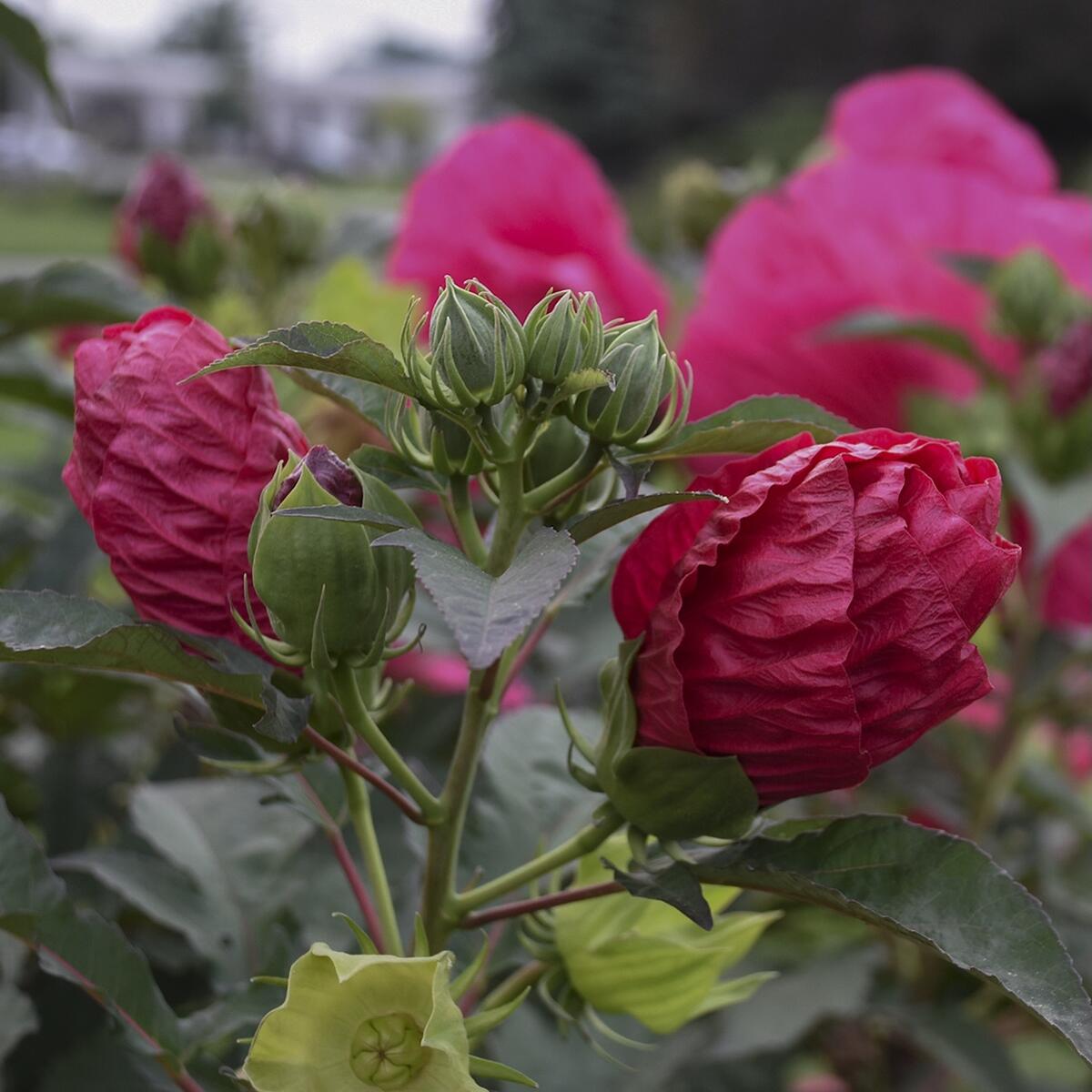 ハイビスカス ルビーパラソル 4