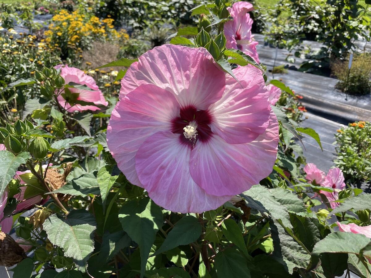 ハイビスカス ストロベリーマーブル サマリフィック 苗 販売 苗木部