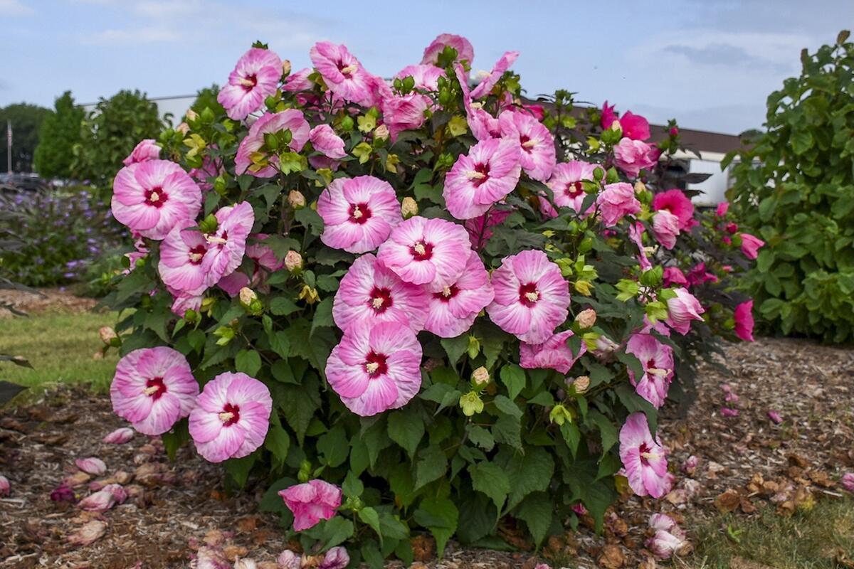 ハイビスカス ストロベリーマーブル 2