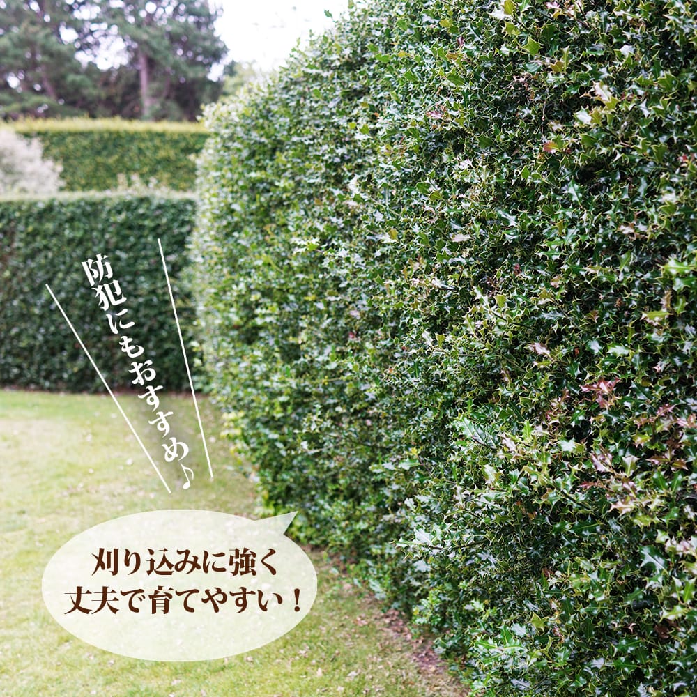 ヒイラギ オニヒイラギ 2