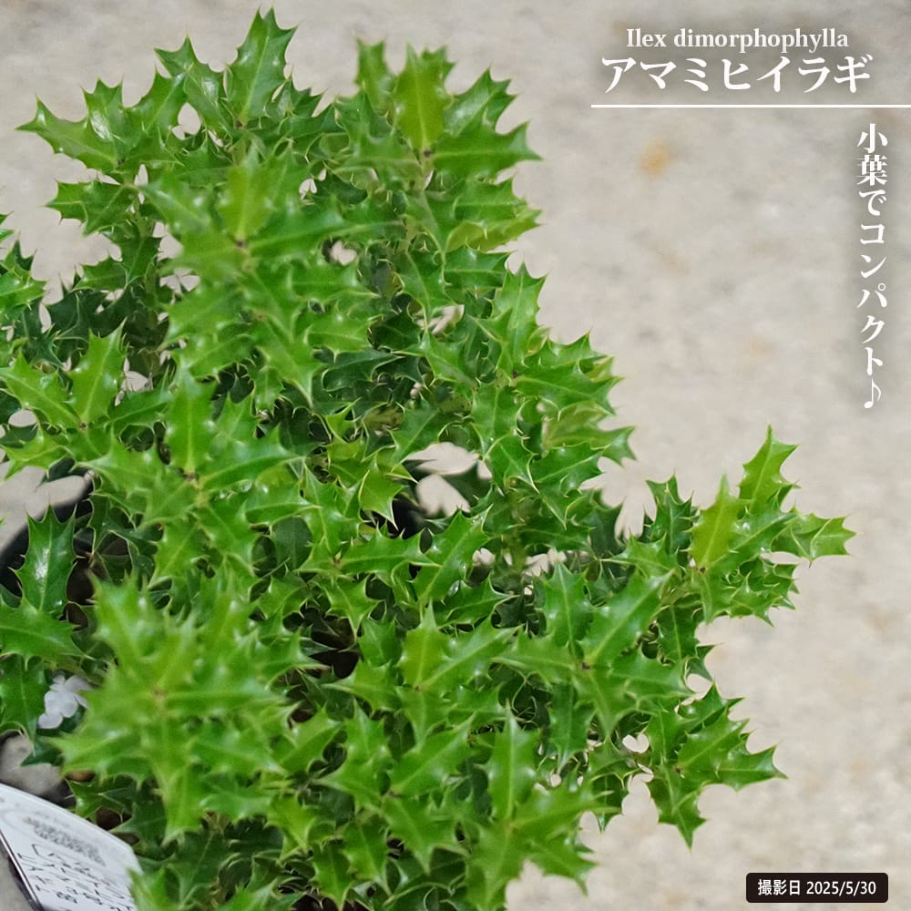 ヒメヒイラギ アマミヒイラギ 